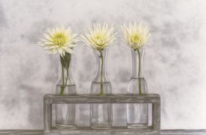 Dahlien In Glasvasen