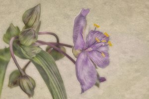 Zarte violette Blüte