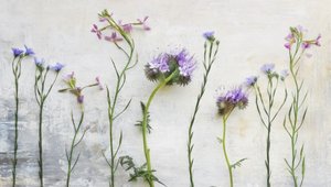 Ätherische Wildblumenstängel