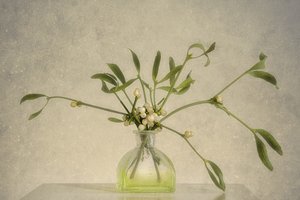 Mistelbeeren in Vase