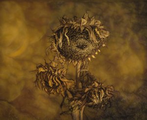 Rustikale getrocknete Sonnenblumen von Marie-anne Stas