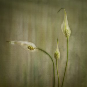 Gelassene Lilienblüten