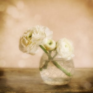Zarte Ranunkelblüte