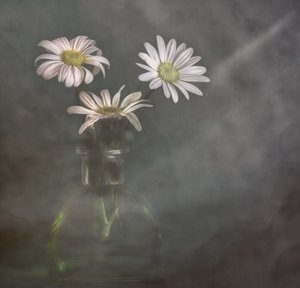 Ruhige Gänseblümchen im Nebel von Marie-anne Stas
