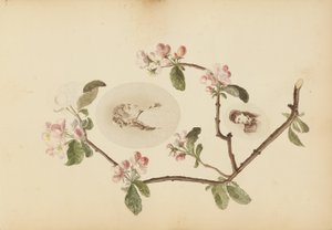 Das Madame B Album von Marie Blanche Hennelle Fournier