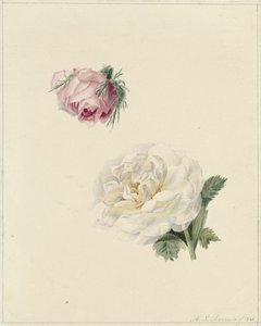 Studien einer rosa und einer weißen Rose von Marie Louise Praetorius