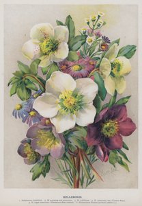 Nieswurz von Marie Low