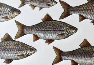 Illustration schwimmender Fische