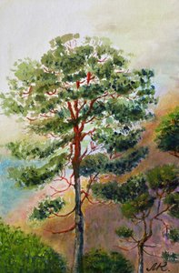 Kiefernwald in Aquarell
