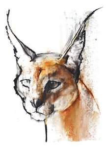 Feline (Arabischer Karakal), 2009