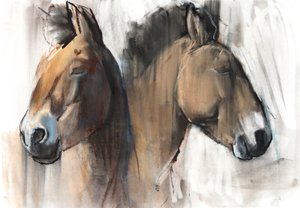 Kopfstudie (Przewalski)