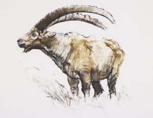 Steinbock, Noasca