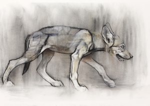 Magerer Welpe (Arabischer Wolf), 2009