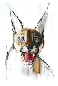 Knurren (Arabischer Karakal), 2009