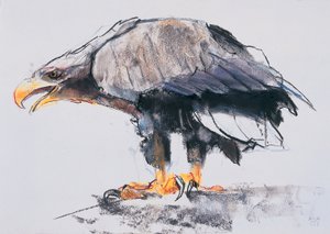 Weißschwanz-Seeadler, 2001 von Mark Adlington