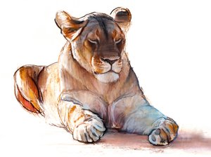 Yogi-Löwin, 2019