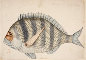 Ein Fisch von Mark Catesby