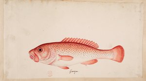Ein Fisch.