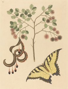 Katzenkralle Mimosa circinalis, veröffentlicht 1731-1743 von Mark Catesby
