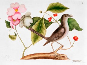 Hartriegel: Cornus florida, und Spottdrossel aus der Naturgeschichte von Carolina (1730-48)