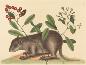 Der Bahama-Kaninchenratte Mus Monax, veröffentlicht 1754