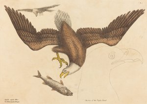 Der Weißkopfseeadler Falco leucocephalus, veröffentlicht 1731-1743