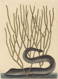 Die Schwarze Muräne (Muraenae helenae varietas)