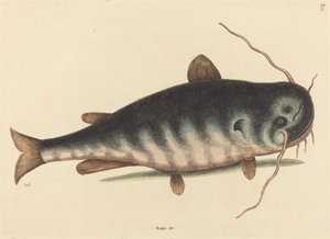 Der Katzenwels (Silurus catus)