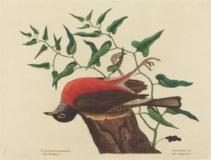 Die Wanderdrossel von Carolina Turdus migratorius, veröffentlicht 1731-1743