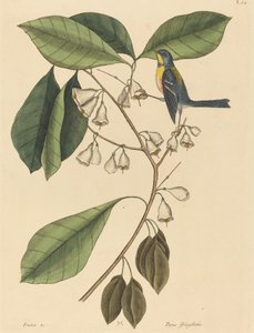 Der Finkenkletterer (Parus americanus)