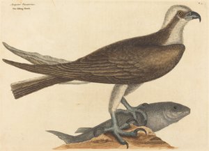 Der Fischadler (Falco haliaetus)