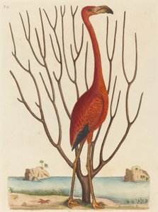 Der Flamingo