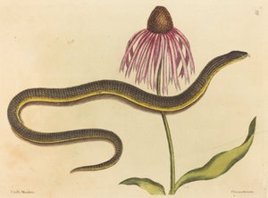 Die Glasschlange (Anguis ventralis)