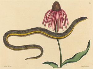 Die Glasschlange Anguis ventralis, veröffentlicht 1731-1743