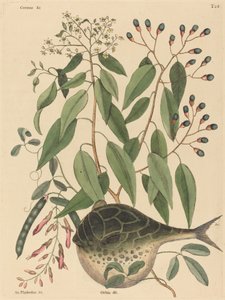 Der Kugelfisch Tetrodon lagocephalus, veröffentlicht 1731-1743
