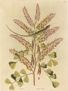 Die grüne Eidechse von Jamaika (Lacerta bullaris)