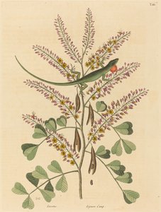 Die grüne Eidechse von Jamaika (Lacerta bullaris)