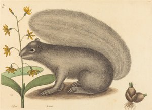 Der Graufuchs (Sciurus cinereus) von Mark Catesby