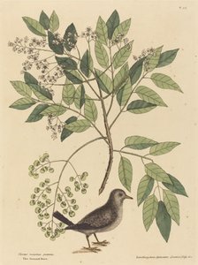 Die Bodentaube (Columba passerina)