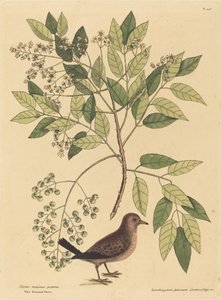 Die Bodentaube Columba passerina