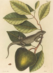 Die Guana Lacerta Iguana