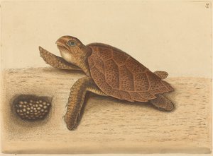 Die Karettschildkröte (Testudo caretta)