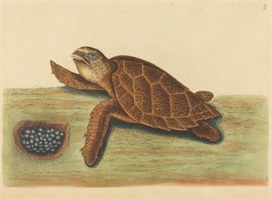 Die Karettschildkröte (Testudo caretta)