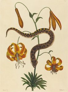 Die Hakennasenschlange Boa contortrix, veröffentlicht 1731-1743