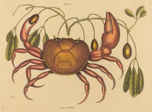 Die Landkrabbe (Cancer ruricola) von Mark Catesby