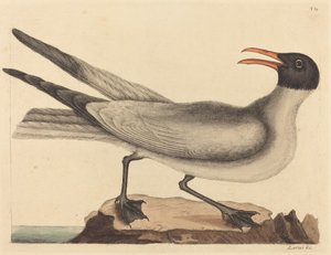 Die Lachmöwe Larus articilla, veröffentlicht 1731-1743