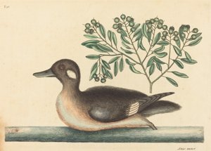 Die kleine braune Ente Anas rustica, veröffentlicht 1754