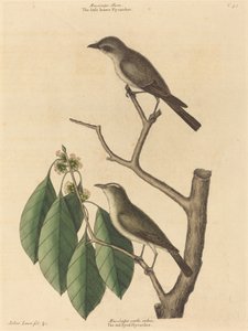 Der kleine braune Fliegenschnäpper, veröffentlicht 1731-1743