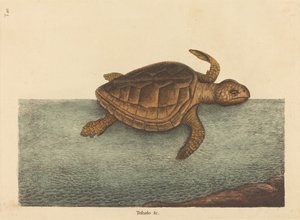 Die Unechte Karettschildkröte (Testudo Cavanna)