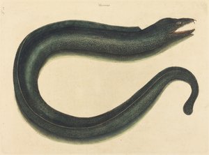 Die Muräne (Muraena helena)